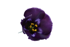 Eustoma Single Bohemian Black Violet 45cm