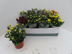 Chrysanth Mix 6 Mix 12Ø 25cm