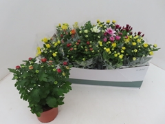 Chrysanth Mix 6 Mix 12Ø 25cm
