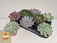 Echeveria Mix 8Ø 10cm