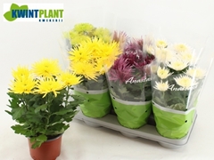Chrysanth Anastasia Mix 15Ø 31cm