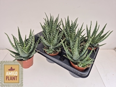 Aloe Arborescens Bora 8Ø 15cm