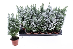 Chamaecyparis Ellwoodii 9Ø 38cm