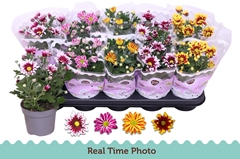 Chrysanth Mix Flower 12Ø 25cm