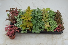 Fittonia Mix 7 Colours 8Ø 12cm