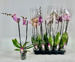 Phalaenopsis Mix 12Ø 70cm 2st