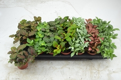 Fittonia Mix 7 Colours 8Ø 12cm