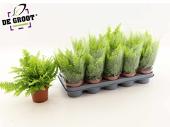 Nephrolepis Boston Blue Bell 12Ø 30cm