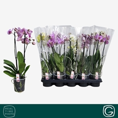 Phalaenopsis Mix 4 Colours 12Ø 55cm 2st