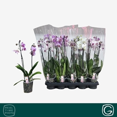 Phalaenopsis Mix 4 Colours 12Ø 50cm 2st