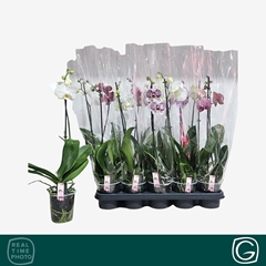Phalaenopsis Mix 4 Colours 12Ø 55cm 1st