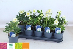 Helleborus Christmas Carol 12Ø 30cm