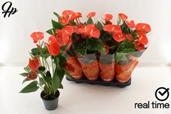 Anthurium Sierra Orange 14Ø 55cm
