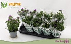 Aster Starletta Mix 12Ø 25cm