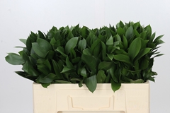 Ruscus Hypophyllum 50cm
