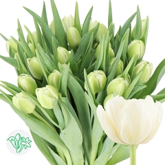 Tulip Double Avant Garde 35cm 35gr.