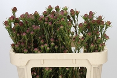 Leucadendron Jubilee Crown 70cm