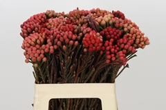 Brunia Laevis Red 60cm