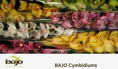 Cymbidium Mix 80cm