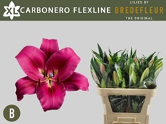 Lily Oriental Carbonera 75cm 2+