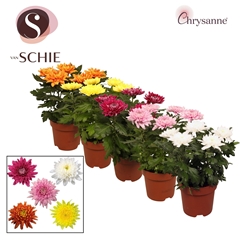 Chrysanth Supernova Mixed 17Ø 35cm