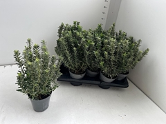 Euonymus Microphyllus Albovariegatus 13Ø 35cm