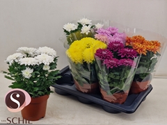 Chrysanth Supernova Mixed 17Ø 35cm