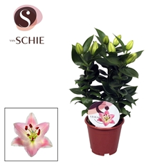 Lily Oriental Souvenir 13Ø 40cm