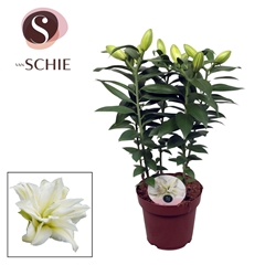 Lily Double Roselily Zeta 19Ø 70cm