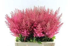Astilbe Else Schluck 60cm