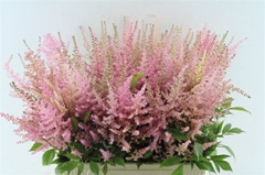 Astilbe Erika 65cm