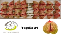 Anthurium Tequila 11cm Hd