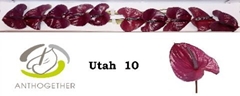 Anthurium Utah 9cm Hd