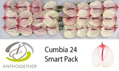 Anthurium Cumbia 11cm Hd