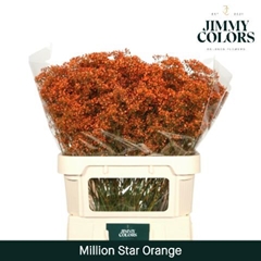 Gypsophila Painted Million Star Orange 80cm 30gr.
