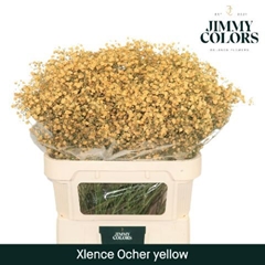 Gypsophila Painted Xlence Ocher Yellow 80cm 30gr.