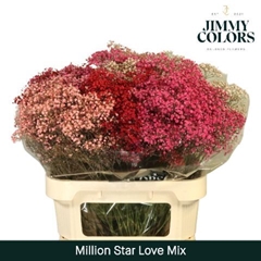 Gypsophila Painted Million Star Love Mix 80cm 30gr.