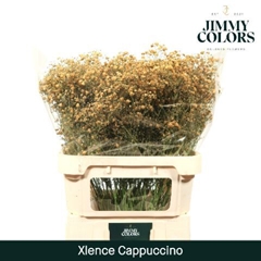 Gypsophila Painted Cappuccino 80cm 30gr.