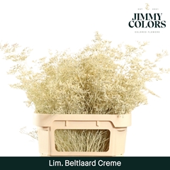 Limonium Painted Beltaard Cream 90cm 50gr.