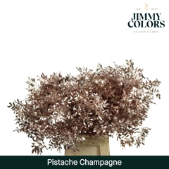 Pistacia Painted Metallic Champagne + Glitter 40cm