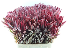 Leucadendron Jester 80cm
