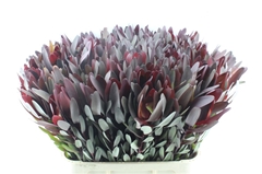 Leucadendron Safari Sunset 80cm