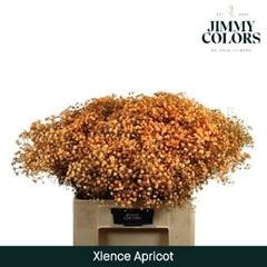 Gypsophila Painted Xlence Apricot 60cm 20gr.