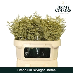 Limonium Painted Skylight Cream 70cm 25gr.