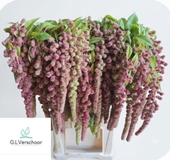 Amaranthus Caudatus Mira 90cm