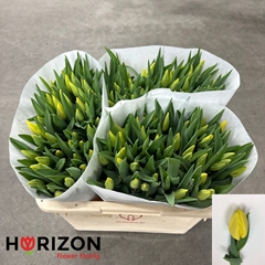 Tulip Single Strong Gold 40cm 28gr.