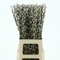 Salix Caprea Snow Flake 70cm