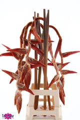Heliconia She Kong 90cm