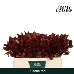 Ruscus Painted Hypophyllum Red 50cm