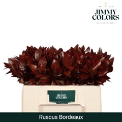 Ruscus Painted Hypophyllum Bordeaux 50cm